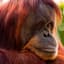 oRANGUTAN