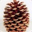 pinecone