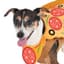 Pizza Dog