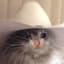 Mr. Cowboy Cat
