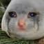 Weeping Seal