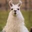 LlammaRule