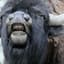 _bison