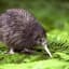 Ξ Kiwi