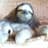 Sloths Have Feelings