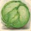 cabbage