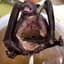 Bat Soup