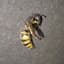 Wasp