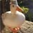 Duck van der Quack