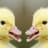 [Romantic] Ducks