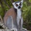 CannedLemurs