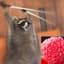 raspberryracoon