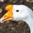 goose