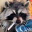 Raccoon