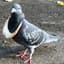 Rich Pigeon