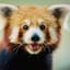 RedPanda