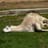Shleepy Llama
