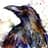 Crow