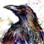 Crow