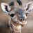Baby Giraffe