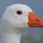 Goose