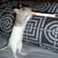 King rat
