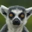 lemur
