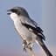 ShriKe