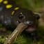 SlurpinSalamander