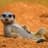 MeerkatMike_