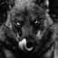 HauntingWolf