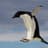 penguin_1