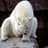 Polarbear