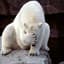 Polarbear