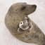 Seal / アザラシ