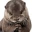 Little Otter