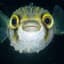 Pufferfish