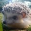 Hedgehog