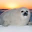 Harp Seal