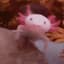 AxolotlJoe