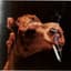Camel Smoking a Cigarette