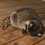 raccoon