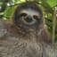 Young Sloth