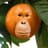 Orangetan