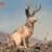 jackalope