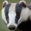 Badger