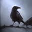 Raven