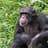 Chimp