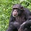 Chimp