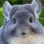 Chinchilla